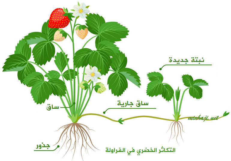 التكاثر الخضري في الفراولة